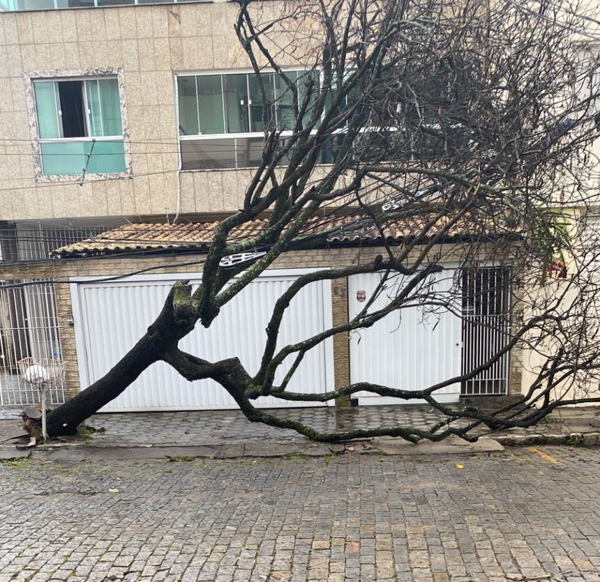 Temporal em Campos derrubou mais de 30 árvores em diversos pontos da cidade