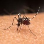 Entenda os critérios utilizados pelo Ministério da Saúde que prioriza municípios a receberam vacina contra a dengue