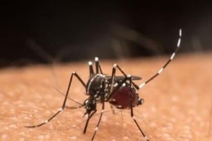 Entenda os critérios utilizados pelo Ministério da Saúde que prioriza municípios a receberam vacina contra a dengue