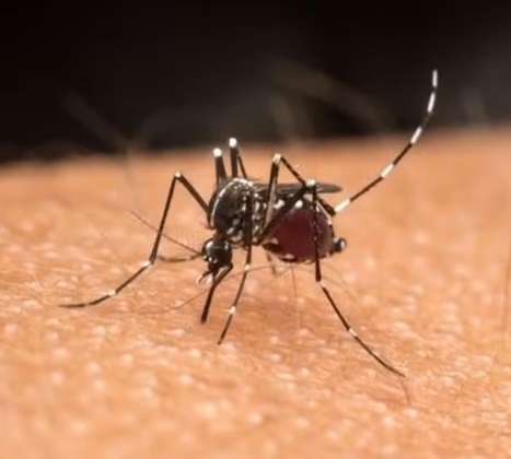 Segunda morte por dengue é confirmada no Rio