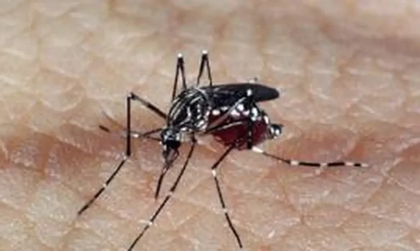 Panorama da Dengue no Estado do Rio de Janeiro alerta para aceleração alarmante