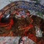 Jiboia de 15 kg é resgatada em Saquarema