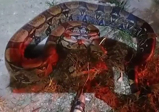 Jiboia de 15 kg é resgatada em Saquarema
