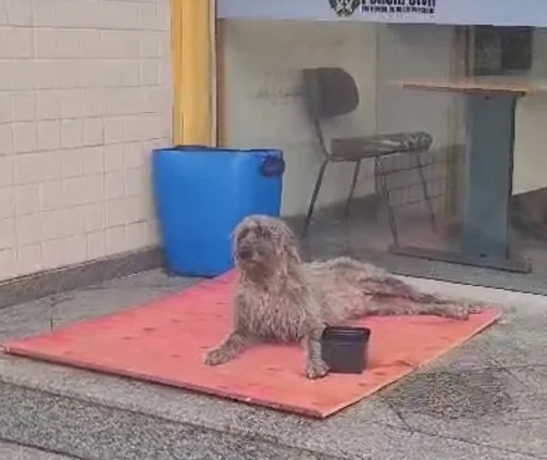 Motorista presta depoimento na delegacia por engano após cachorro ser atropelado em Itaperuna 