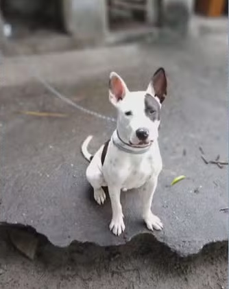 Polícia investiga caso de pitbull morto a facadas no Rio após brigar com outro cachorro