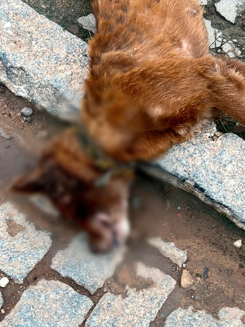 São Francisco de Itabapoana investiga mortes de cachorros por envenenamento