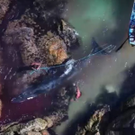 Baleia é resgatada após ficar presa entre pedras em Arraial do Cabo