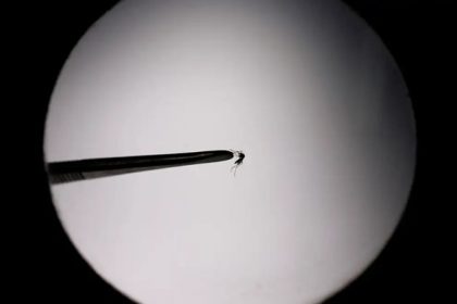 Startup propõe uso de drones para combater mosquito da dengue