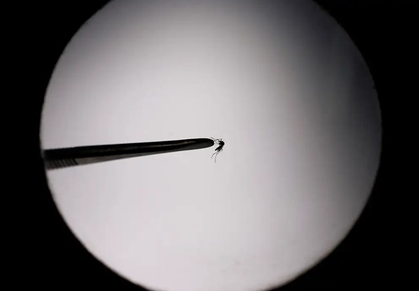 Startup propõe uso de drones para combater mosquito da dengue