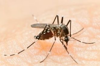 Rio confirma primeira morte por dengue em 2024