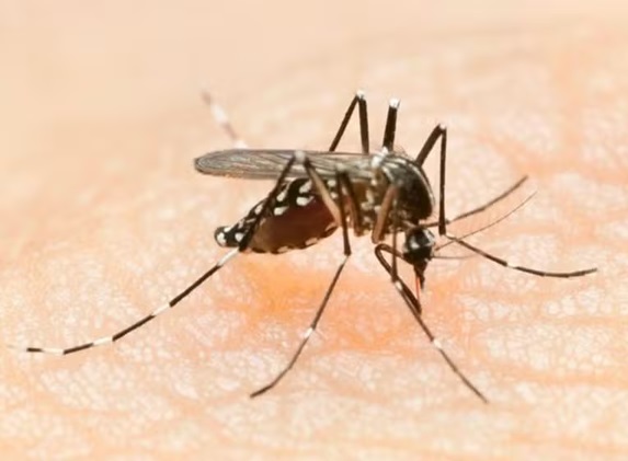 Rio confirma primeira morte por dengue em 2024