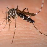 SBCM divulga protocolo para atendimento a casos suspeitos de dengue