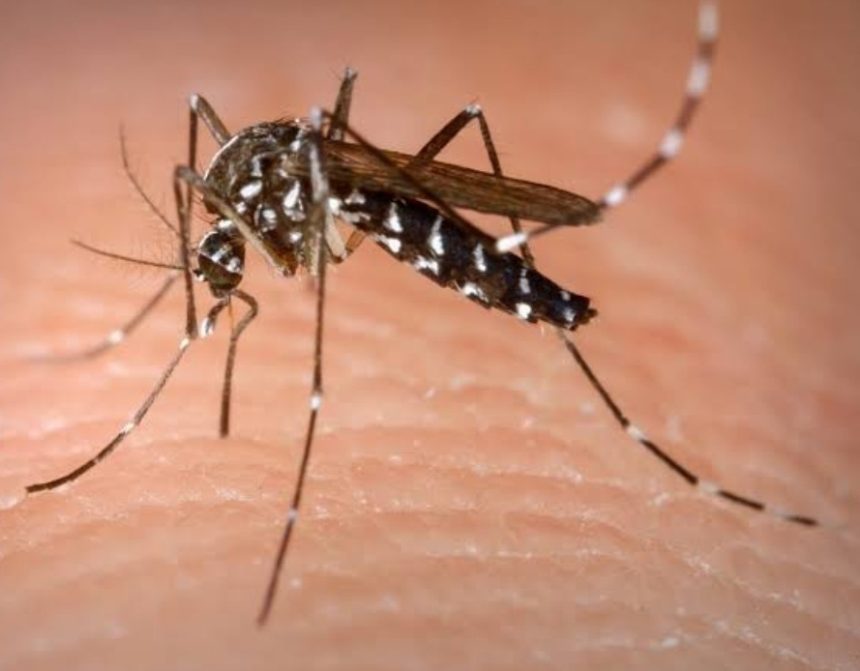 SBCM divulga protocolo para atendimento a casos suspeitos de dengue