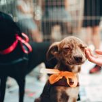 Itaperuna contará com feira de adoção de animais neste sábado