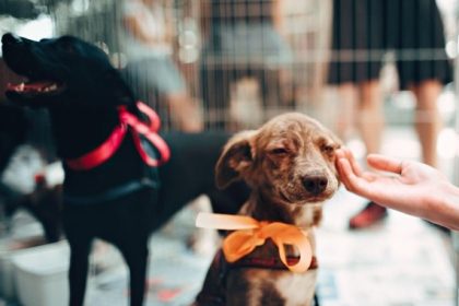 Itaperuna contará com feira de adoção de animais neste sábado