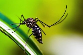 Prefeitura do Rio anuncia fim da epidemia de dengue; Estado permanece