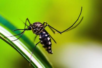 Prefeitura do Rio anuncia fim da epidemia de dengue; Estado permanece