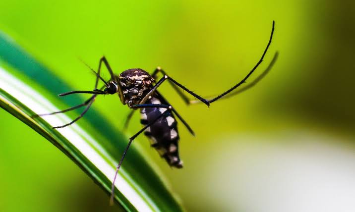 Prefeitura do Rio anuncia fim da epidemia de dengue; Estado permanece