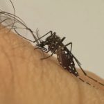 Macaé e Campos lideram em casos de dengue confirmados em 2024 no Norte Fluminense; confira a lista completa