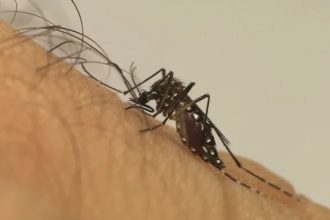 Dengue: Saúde registra 529 notificações de eventos associados à vacina