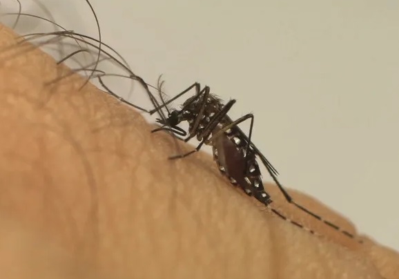 Macaé e Campos lideram em casos de dengue confirmados em 2024 no Norte Fluminense; confira a lista completa
