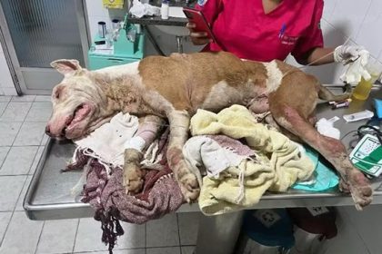Vídeo mostra momento em que homem joga pitbull vivo e maltratado no lixo