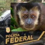 PF deflagra operação contra tráfico de animais silvestres no Rio de Janeiro