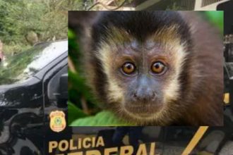 PF deflagra operação contra tráfico de animais silvestres no Rio de Janeiro