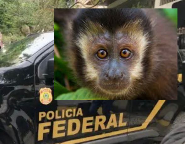 PF deflagra operação contra tráfico de animais silvestres no Rio de Janeiro