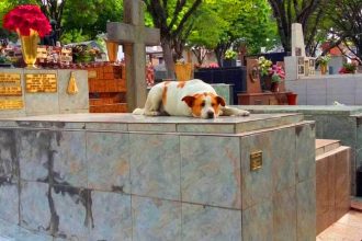 Animais domésticos poderão ser sepultados com seus donos em Campos dos Goytacazes