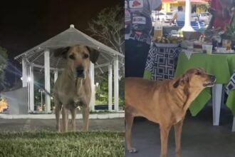 Famoso por participações em eventos, cão “Amarelão” morre em São Fidélis e deixa a população de luto