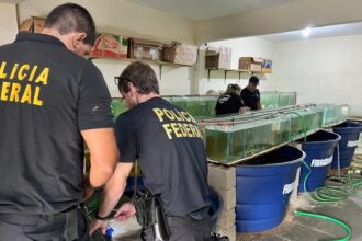 PF investiga comércio ilegal de animais marinhos ameaçados de extinção na Região dos Lagos