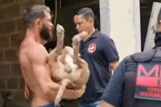 Pitbull é assassinado a tiros após atacar promotor do MP, no Rio