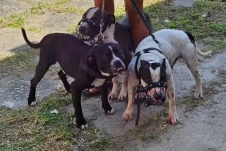 Justiça decreta prisão preventiva de donos de pitbulls que atacaram escritora