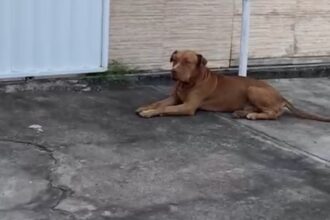 Pitbull abandonado ataca cachorros e assusta moradores do Parque Prazeres, em Campos 