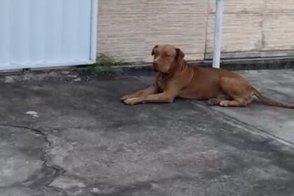Pitbull abandonado ataca cachorros e assusta moradores do Parque Prazeres, em Campos 