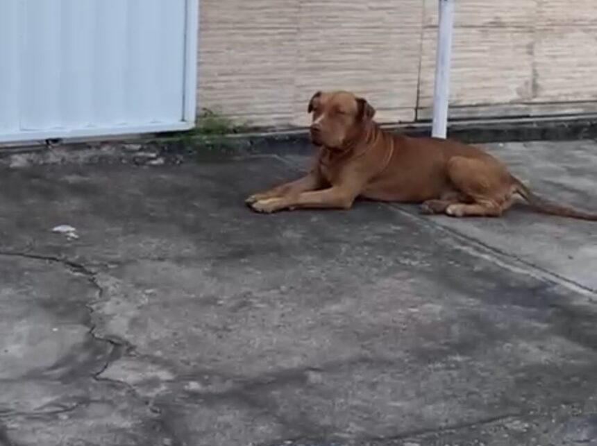 Pitbull abandonado ataca cachorros e assusta moradores do Parque Prazeres, em Campos 