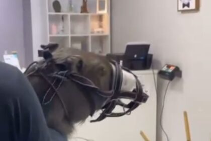 Apelidada como “Charlotte”,  capivara atropelada em Campos recebe atendimento em clínica
