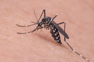 Campos registra mais de 7 mil casos de dengue em 2024