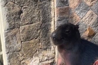 Vídeo mostra momento em que capivara é atropelada por uma viatura da Polícia Militar, em Campos