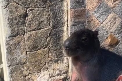Vídeo mostra momento em que capivara é atropelada por uma viatura da Polícia Militar, em Campos