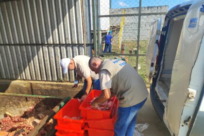 Operação em Santo Antônio de Pádua apreende 150kg de filé de peixe sem refrigeração