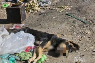 Moradores alegam que animais morreram por envenenamento, em São Fidélis
