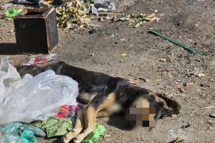 Moradores alegam que animais morreram por envenenamento, em São Fidélis