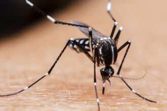 Com 102 mortes, chikungunya tem letalidade maior que dengue 
