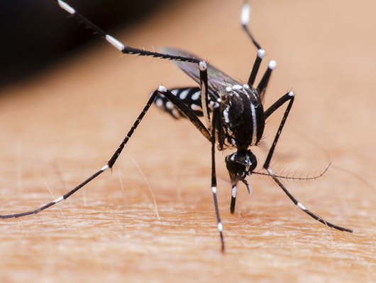 Com 102 mortes, chikungunya tem letalidade maior que dengue 
