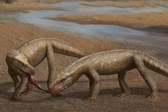 Réptil que viveu antes dos dinossauros é descoberto no Brasil