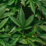 Porte de maconha para consumo próprio no Brasil é descriminalizado pelo STF