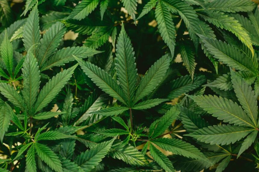 Porte de maconha para consumo próprio no Brasil é descriminalizado pelo STF