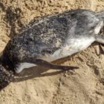Pinguim é encontrado na praia do Açu, em São João da Barra
